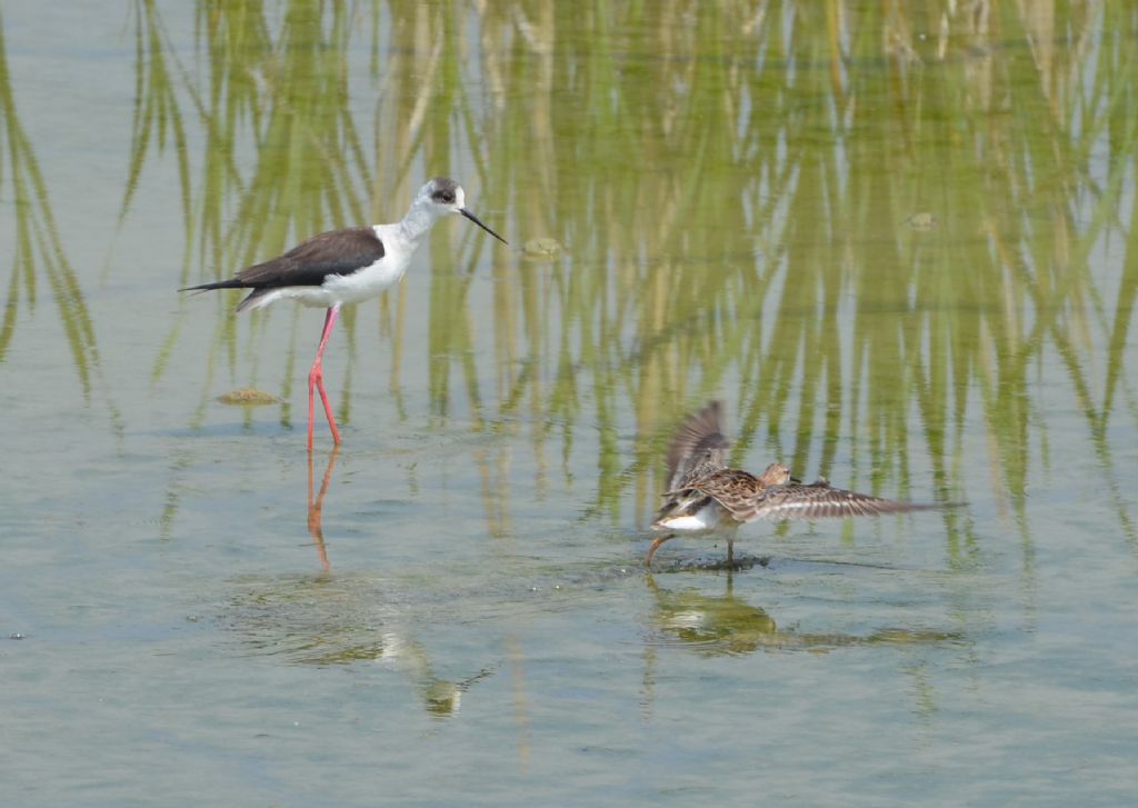 Ad ali spiegate, il sogno di Icaro.